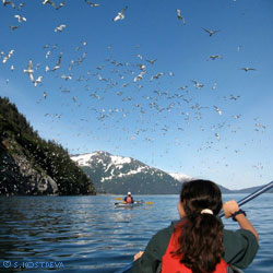 Bird Rookery